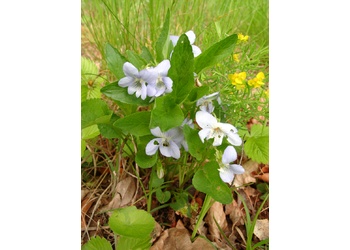 Hunds-Veilchen (Viola canina) - © Emanuel Trummer